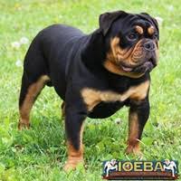 The georgia bulldogs colors are bulldog red and arch black. Color Chart