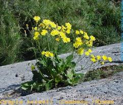 Image result for Crepis newii
