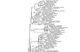 Image result for Zygotritonia atropurpurea