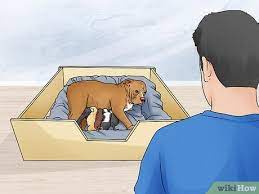 3 Ways To Know When A Dog Is Done Giving Birth Wikihow