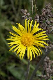 Image result for Haplocarpha