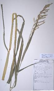 Image result for Echinochloa pyramidalis