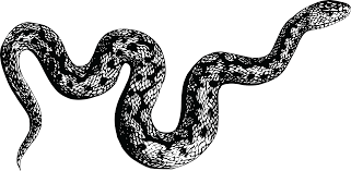 Download in png and use the icons in websites, powerpoint, word, keynote and all common apps. Viper Snake Png Photo Png Arts Snake Illustration Snake Free Pictures