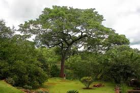 Image result for Brachystegia torrei