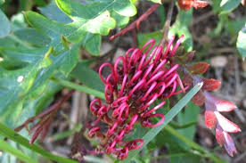 Image result for Protea angolensis