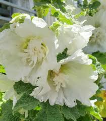 Image result for Alcea rosea