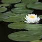 2025 South Carolina Aquatic Plant Management Society Conference
