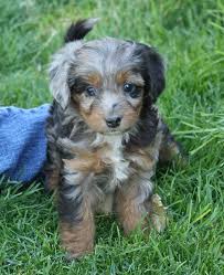 These dogs are also called the australian chow, as to not get mixed up with the german shepherd chow chow mix. Mini Australian Shepherd Poodle Mix Puppies For Sale Off 70
