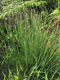 Image result for Agrostis quinqueseta