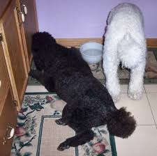 The Healthy Dog How Much To Feed A Standard Poodle