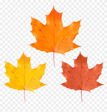 Free Png Download Set Fall Leaves Clipart Png Photo Maple Leaf Free Transparent Png Clipart Images Download