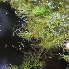 Image result for Wolffiella welwitschii