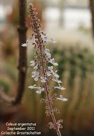 Image result for Coleus cylindraceus