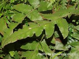 Image result for Stegnogramma