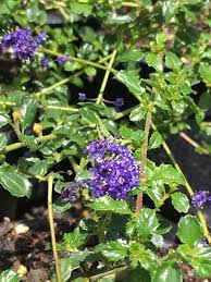 Department of agriculture, forest service, rocky common names: Ceanothus Centennial Boething Treeland Farms