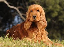 Cocker Anglais Caractere Prix Alimentation Sante Fiche Race Chien