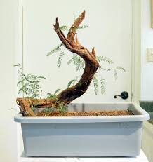 Any One Else Doing Any Mesquite Bonsai Out There