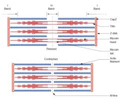 Sarcomere Drawing Relaxed 1 Muscle Contraction Biology Notes Medical School Stuff