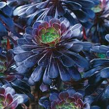 Aeonium Arboreum Zwartkop Succulents Plants Black Garden