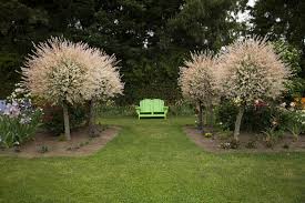 Willow Nishiki Dappled Japanese Thetreefarm Com