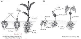 Bunga tumbuhan ini sangat khas: Contoh Tanaman Epigeal Dan Hipogeal Edukasi Lif Co Id