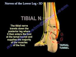Nerves Of The Lower Leg 3d Everything You Need To Know