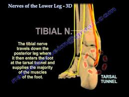 nerves of the lower leg 3d everything you need to know