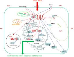 It's a ge par38 grow light, pn 93101232. Frontiers Involvement Of Calmodulin And Calmodulin Like Proteins In Plant Responses To Abiotic Stresses Plant Science