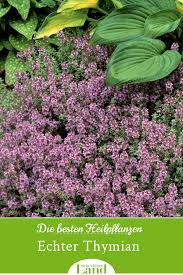 Die Besten Heilpflanzen Thymian Pflanzen Krauterpflanzen Thymian Pflanzen
