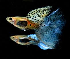 Perawatan ikan guppy jenis bottom sword #guppy #perawatanguppy cara budidaya ikan ikan guppy merupakan jenis ikan hias air tawar. Ikan Gapi