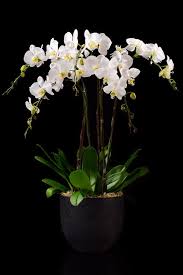 Orchid users purchase bandwidth with oxt, and orchid node providers receive oxt in exchange for their bandwidth. Online Condolence Funeral Flower Delivery Orchid Culture