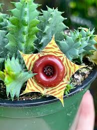 Image result for Huernia zebrina