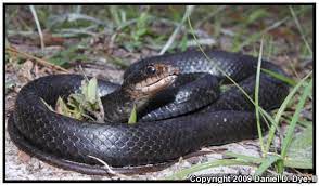 Brown Chinned Racer Coluber Constrictor Helvigularis Snake Facts Black Racer Snake