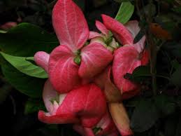 Image result for Mussaenda elegans