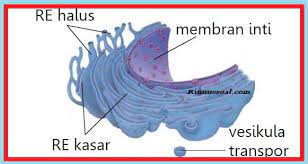 Maybe you would like to learn more about one of these? Fungsi Retikulum Endoplasma Pengertian Jenis Struktur