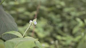 Image result for Cynoglossum lanceolatum