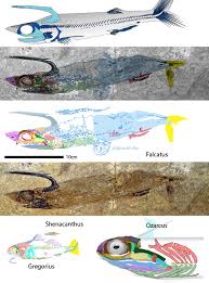 Image result for Phacelurus