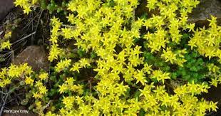 Check spelling or type a new query. What Are The Best Succulent Ground Cover Plants