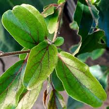 Image result for Dovyalis sp. A