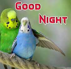 Good Night Images Of Boy And Girl Under Moon Couples Good Night Images Night Photos Good Night Image Good Night Flowers