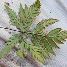 Image result for Doryopteris concolor