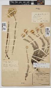 Image result for Helichrysum cephaloideum