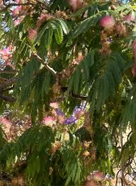 Image result for Albizia schimperiana