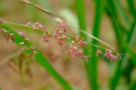 Image result for Melinis repens