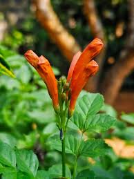 Image result for Tecomaria nyassae
