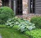 Can anyone identify those evergreen shrubs behind the hostas? : r ...