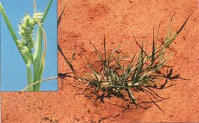 Image result for Cenchrus incertus