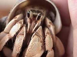 Check spelling or type a new query. Hermit Crabs Com
