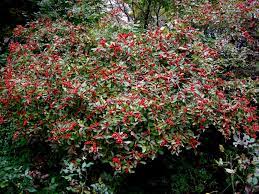 We haven't left any insights about this home yet, but as soon as we do, we'll leave our thoughts here. Red Sprite Winterberry Holly Carolyn S Shade Gardens