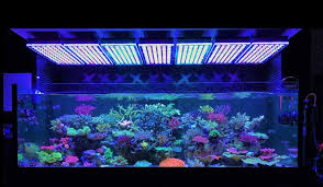 Salah satu brand yang berkualitas adalah jebo aqua friends. 7 Tips Membuat Aquarium Air Laut Yang Perlu Diketahui Bukareview